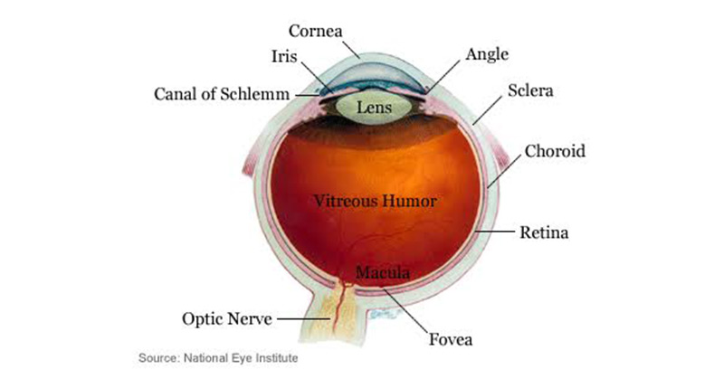 How The Eye’s Different Parts Power Your Vision